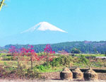 富士裾野の田園風景