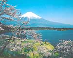 雄大な富士を一望できる田貫湖畔